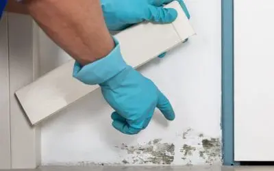 Things You Should Know About Mold in the Home