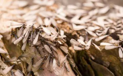 5 Signs of Termites in Your Home