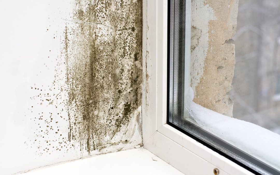 7 Ways to Prevent Mold Growth in Your Home