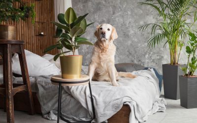 5 Pet-Friendly Houseplants for Your Home