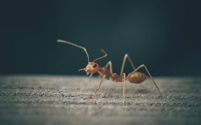 6 Ways to Prevent Pests in the Home